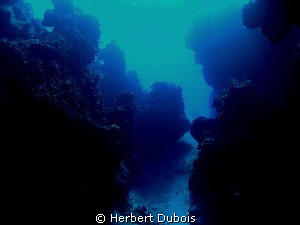 Palancar Reef Cozumel, Mexico by Herbert Dubois 
